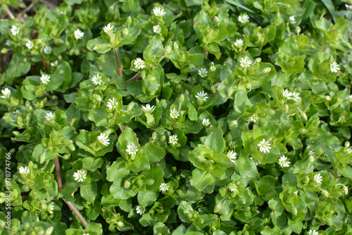 In the spring, chickweed (Stellaria media) grows in nature