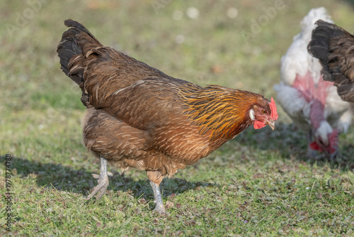 Hen with beautiful brown plumage walking on grass looking for food during day