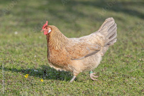 Hen with beautiful brown plumage walking on grass looking for food during day