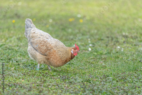 Hen with beautiful brown plumage walking on grass looking for food during day