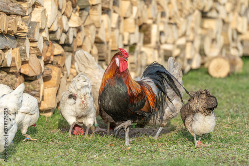 Chickens and rooster move near pile of wood at end of day