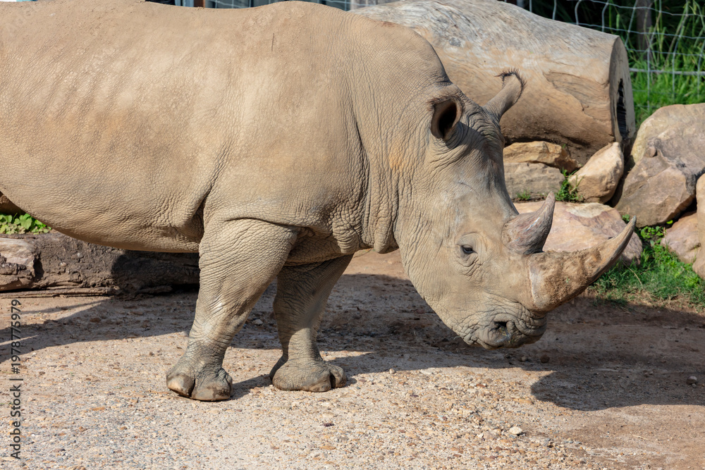 Obraz premium Photograph of a large Rhinoceros walking in a field while looking for food on a sunny day at a wildlife park in western Sydney in New South Wales, Australia