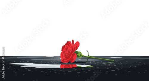 Meticulous red carnation lies across a damp dark surface with a clear reflection shimmering in a small puddle against a stark white upper background.
