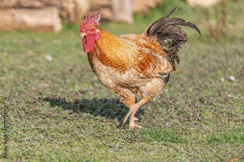 Magnificent rooster stands on grass on beautiful sunny day in open field.