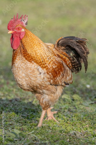 Magnificent rooster stands on grass on beautiful sunny day in open field.