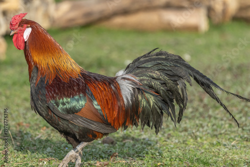 Magnificent rooster stands on grass on beautiful sunny day in open field.