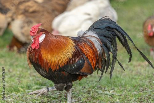 Magnificent rooster stands on grass on beautiful sunny day in open field.