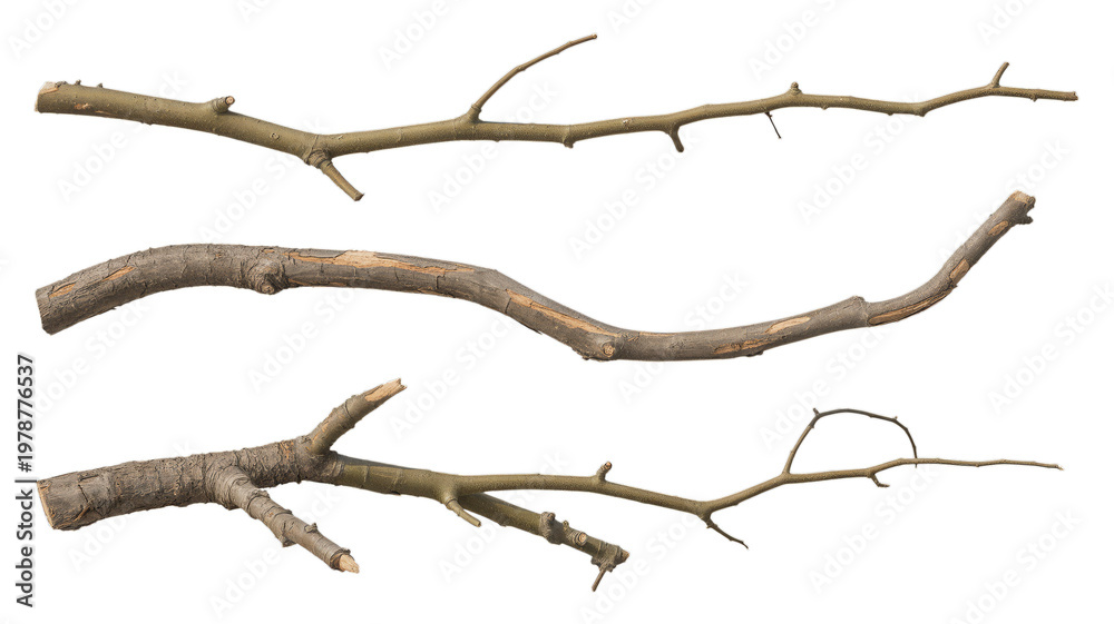 Fototapeta premium Collection of brown tree branches isolated on transparent background for design