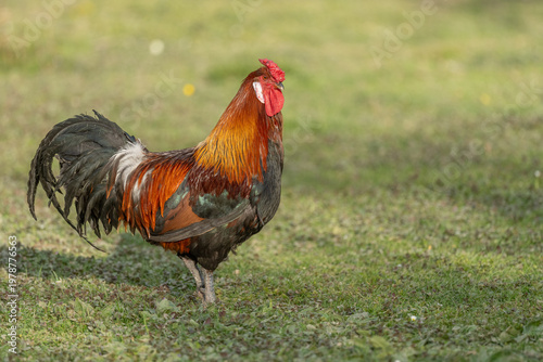 Magnificent rooster stands on grass on beautiful sunny day in open field.
