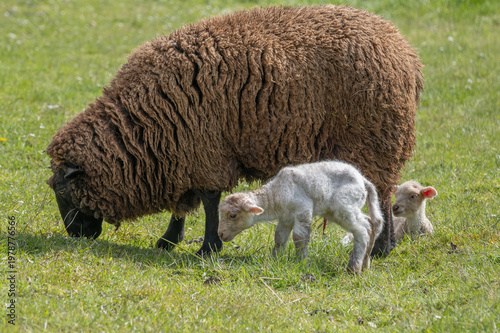 Ewe (Ovis aries) has just given birth to two lambs during sunny day.