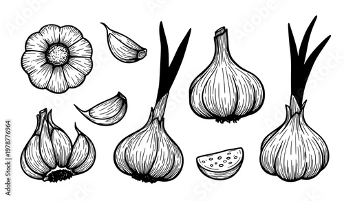 Hand drawn garlic brush style collection with bulbs cloves and sprouts vector isolated on white background