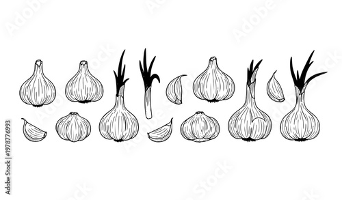 Minimal garlic brush line illustration bulbs cloves and green shoots vector set isolated on white background