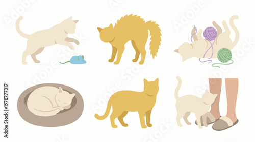 Domestic cat flat vector illustrations showing different poses and actions