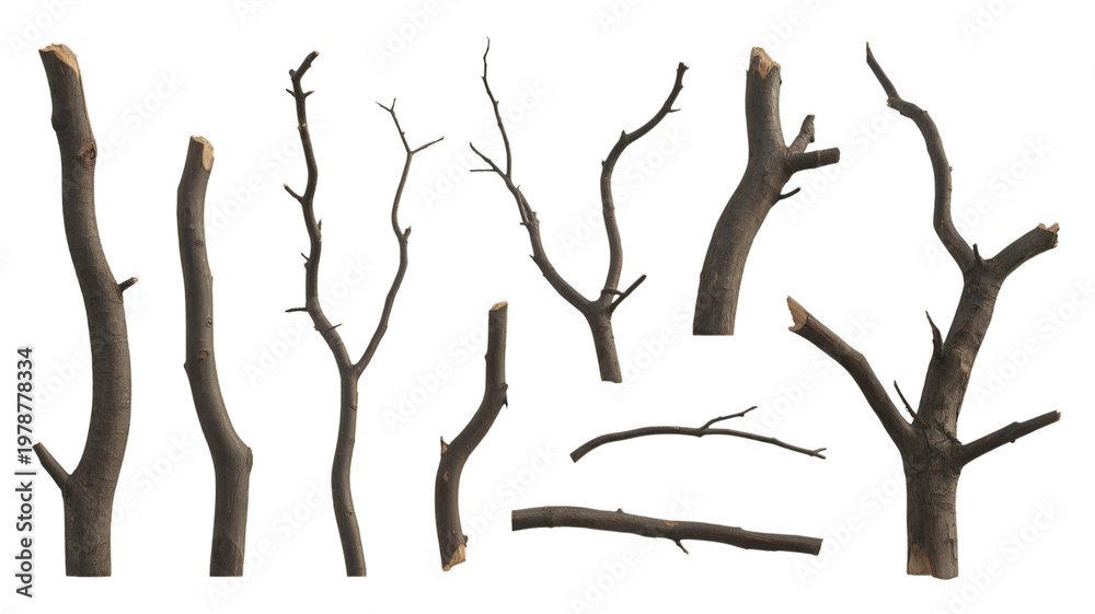 Fototapeta premium Collection of bare tree branches isolated on transparent background for design