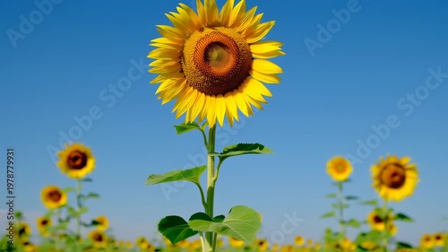 Bright sunflower against a vibrant blue sky.  A field of sunflowers, with one in sharp focus, stands tall against a clear azure sky.  