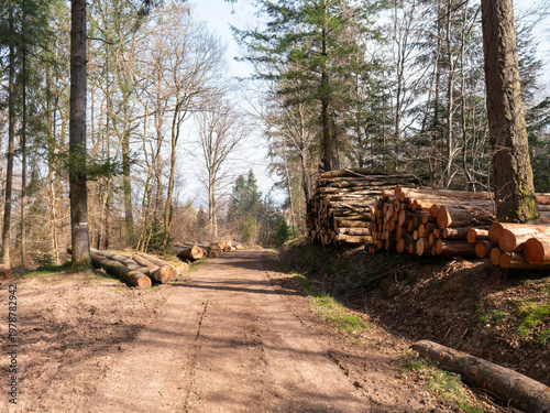 Exploitation forestière en forêt d'Épinal