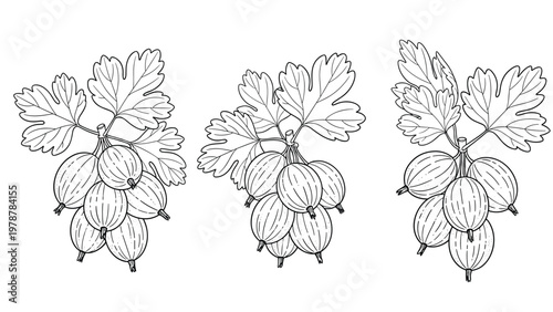 Three bunches of fresh gooseberries with detailed leaves shown in a clean black and white line art drawing style.