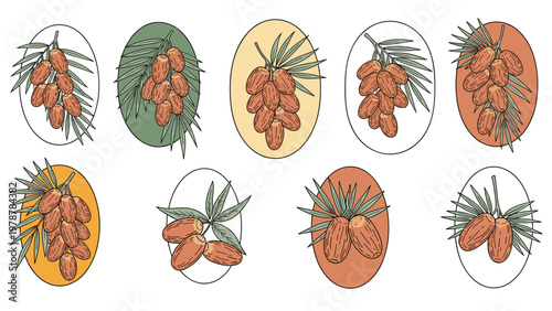 Set of date fruit bunches with palm leaves presented in various oval frames with different background colors.
