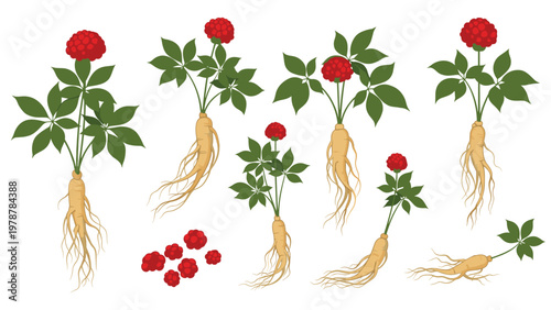 Collection of ginseng plants showing detailed roots, green leaves, and red berries in a flat vector style.