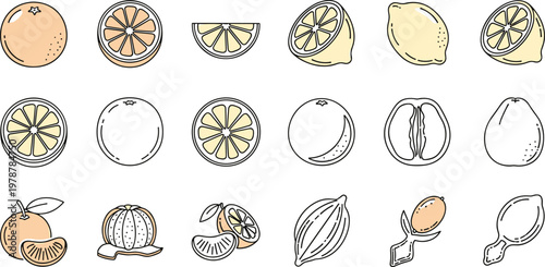 Citrus fruit vector icons featuring orange lemon and slices for fresh juice and healthy food menu