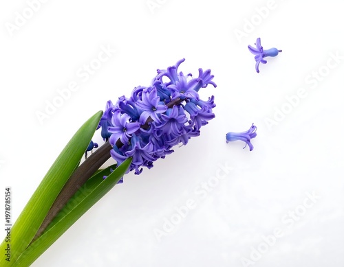 Vibrant Purple Hyacinth Bloom Against a Pristine White Backdrop.