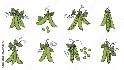 Set of hand drawn green pea pods and seeds with delicate leaves and tendrils illustrating fresh garden vegetables.