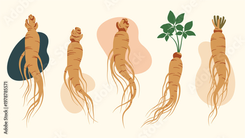 Collection of hand drawn ginseng roots and leaves featuring abstract shapes and organic textures for herbal medicine concepts.