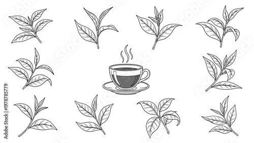 Collection of engraving style tea leaves and a steaming cup on a saucer for cafe menus and herbal tea branding.