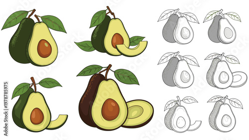 Variety of hand drawn and outline avocado illustrations showing whole fruits and sliced halves with pits for health food.