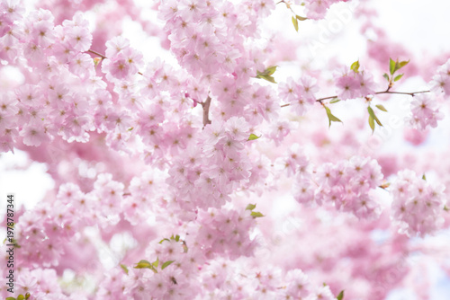 Beautiful close-up of vibrant pink cherry blossom flowers in full bloom, show...