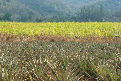 Beautiful green field background with pineapples and cane growing.