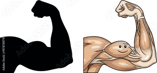 Strong arm muscle flexing concept with silhouette and detailed anatomy illustration representing strength fitness power and bodybuilding theme