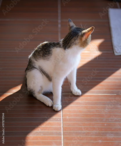 Domestic Cat Relaxing on Wooden Floor in Natural Sunlight
