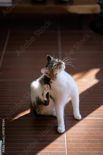 Domestic Cat Relaxing on Wooden Floor in Natural Sunlight