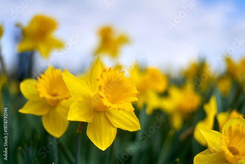 Konstfotografi A vibrant close-up photograph of bright yellow daffodils (Narcissus) in full bloom, captured with a shallow depth of field
