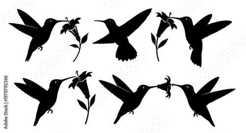 Hummingbird Nectar Feeding Vector – Flower Interaction Silhouettes