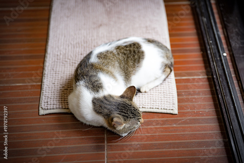 Domestic Cat Relaxing on Wooden Floor in Natural Sunlight