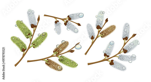 Multiple botanical willow branches with diverse catkin colors and realistic water droplets are displayed against a pristine white background in a clean style.