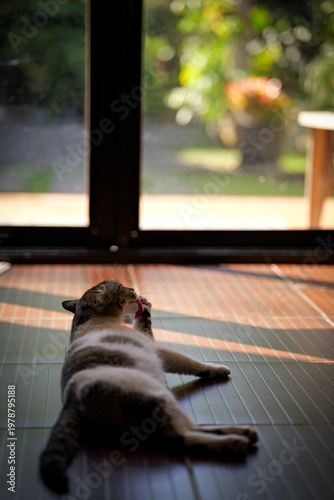 Domestic Cat Relaxing on Wooden Floor in Natural Sunlight