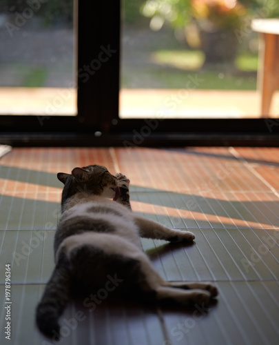 Domestic Cat Relaxing on Wooden Floor in Natural Sunlight