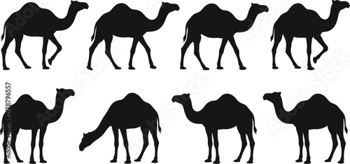 Silhouette of camels walking in different positions on white background