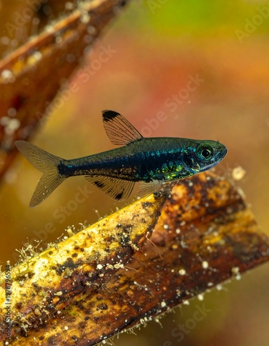 A vibrant, small, iridescent blue fish swims gracefully in an aquatic environment, with natural debris as background