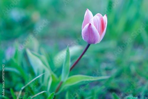 Single pink tulip flower blooming in a green garden, spring nature background with soft bokeh.