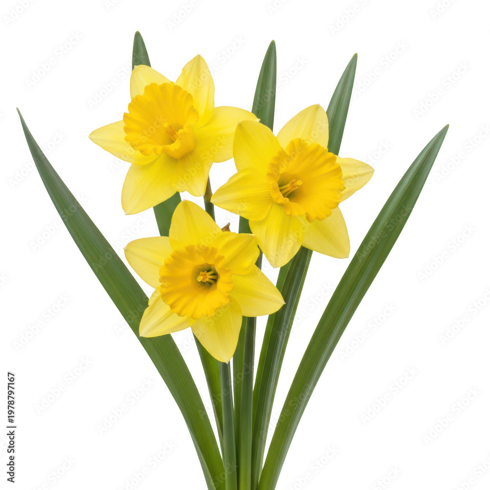 Obraz premium A vibrant bouquet of yellow daffodils with green stems and leaves