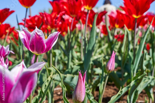 Close-up of magenta and white variegated tulips in full bloom with unopened pink buds in the foreground. Background features a dense field of bright red tulips with yellow centers and green foliage