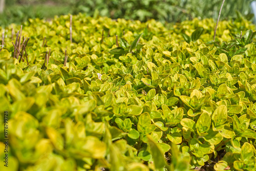 A close-up horizontal photograph of dense, vibrant green and yellow-green ground cover foliage in a botanical garden setting. The image features a thick carpet of small, oval-shaped leaves with