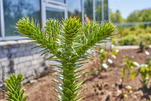 Close-up photograph of a vibrant green monkey puzzle tree (Araucaria araucana) showcasing distinctive sharp, triangular leaves arranged in a spiral pattern around the central stem. The evergreen