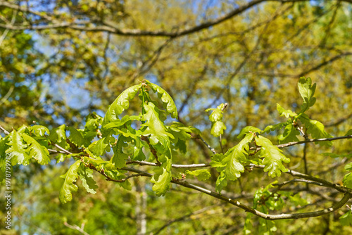 Close-up of fresh young oak leaves (Quercus) growing on tree branches in bright spring sunlight. The vibrant green foliage features characteristic lobed edges and is illuminated by natural light