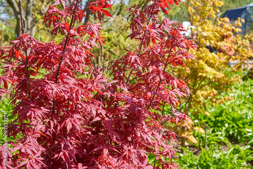 Close-up view of vibrant red Japanese maple (Acer palmatum) foliage illuminated by bright sunlight, showcasing delicate palmate leaves with pointed lobes covering slender dark branches. In the