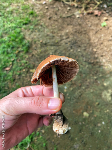 Freshly foraged edible straw mushroom held in hand in a tropical garden